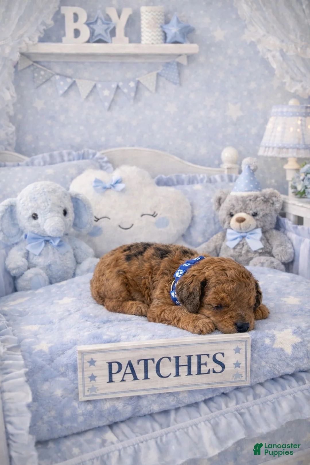 Cockapoo dogs for sale: Patches - Ad 1