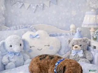 Cockapoo dogs Patches - Ad 7