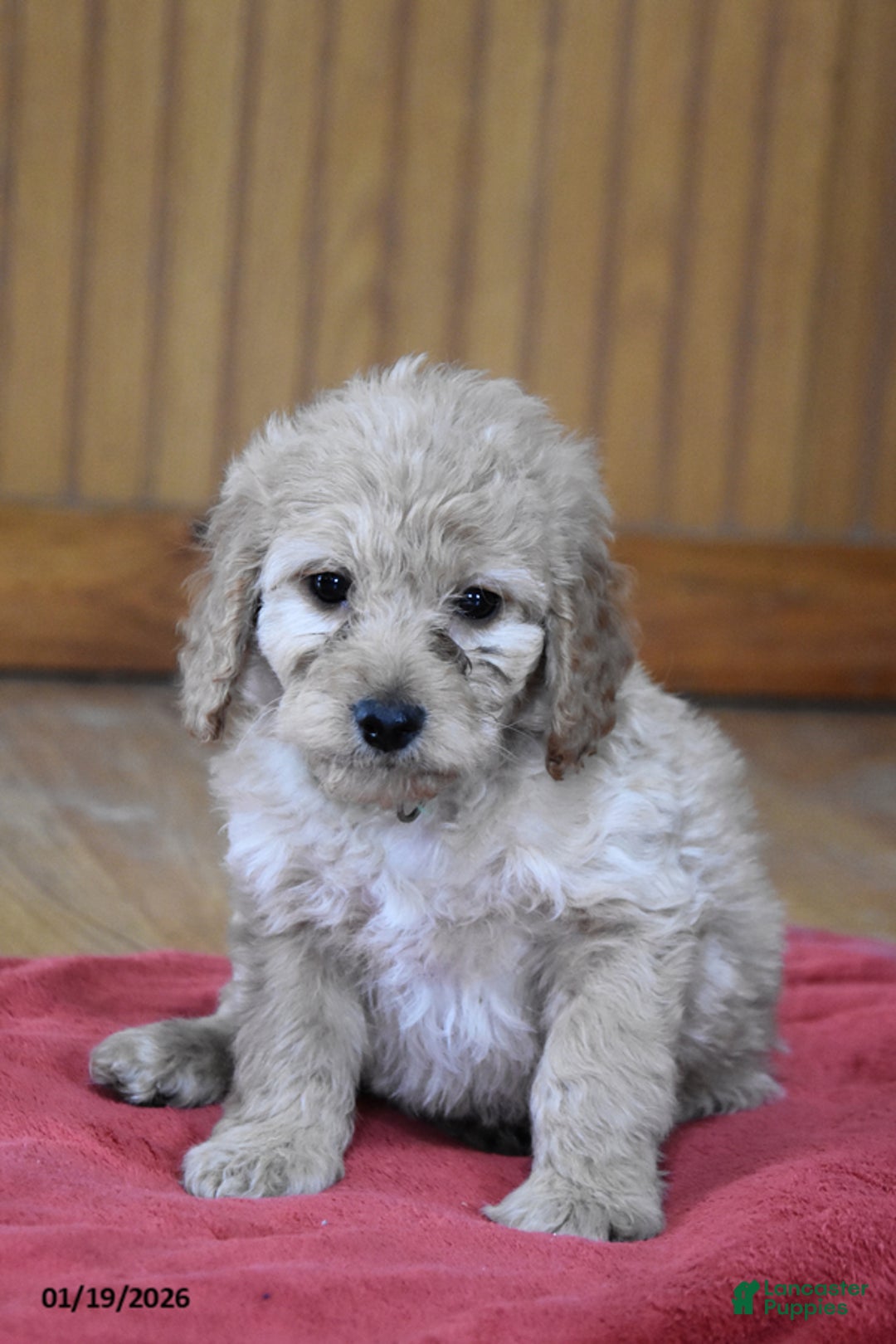 Cockapoo dogs for sale: Bubba - Ad 1