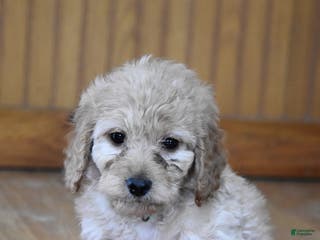 Cockapoo dogs Bubba - Ad 20