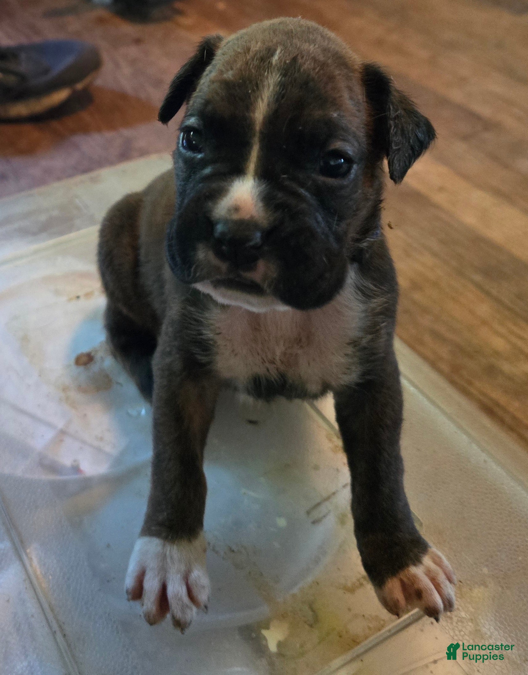 Boxer dogs Boxer Puppy 4 - Ad 2