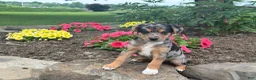 Mixed Breed dogs for sale: Jasmine - Ad 5