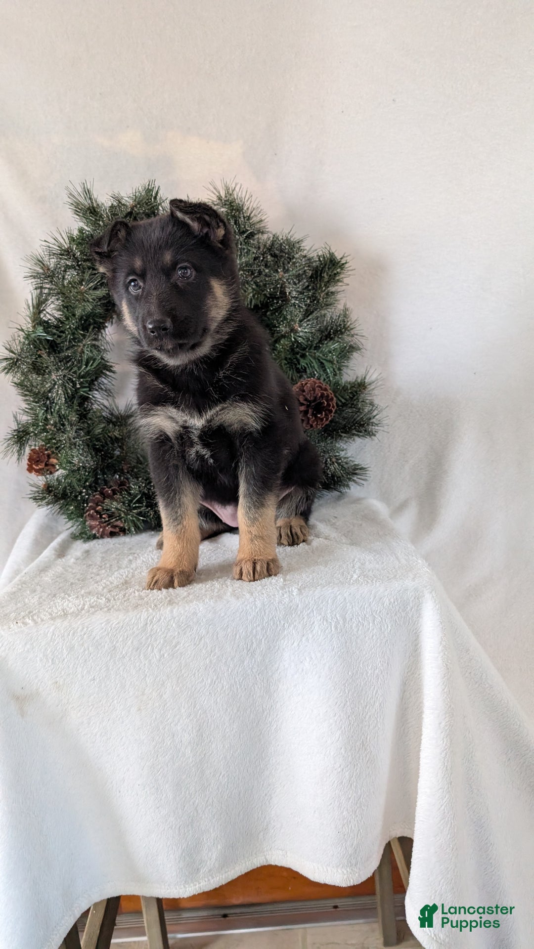 German Shepherd dogs for sale: Gail  - Ad 4