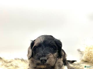 Mini Aussiedoodle dogs Mini Aussiedoodle "Douglas" - Ad 19