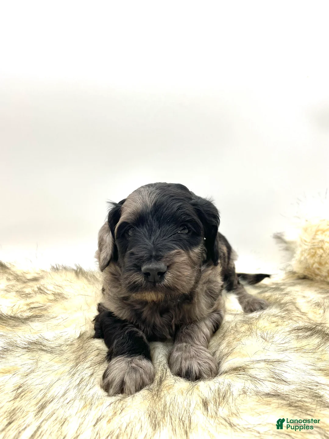 Mini Aussiedoodle dogs for sale: Mini Aussiedoodle "Douglas" - Ad 1