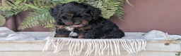 Cockapoo dogs for sale: Harmony  - Ad 3