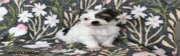 Mixed Breed dogs for sale: Rover - Ad 1