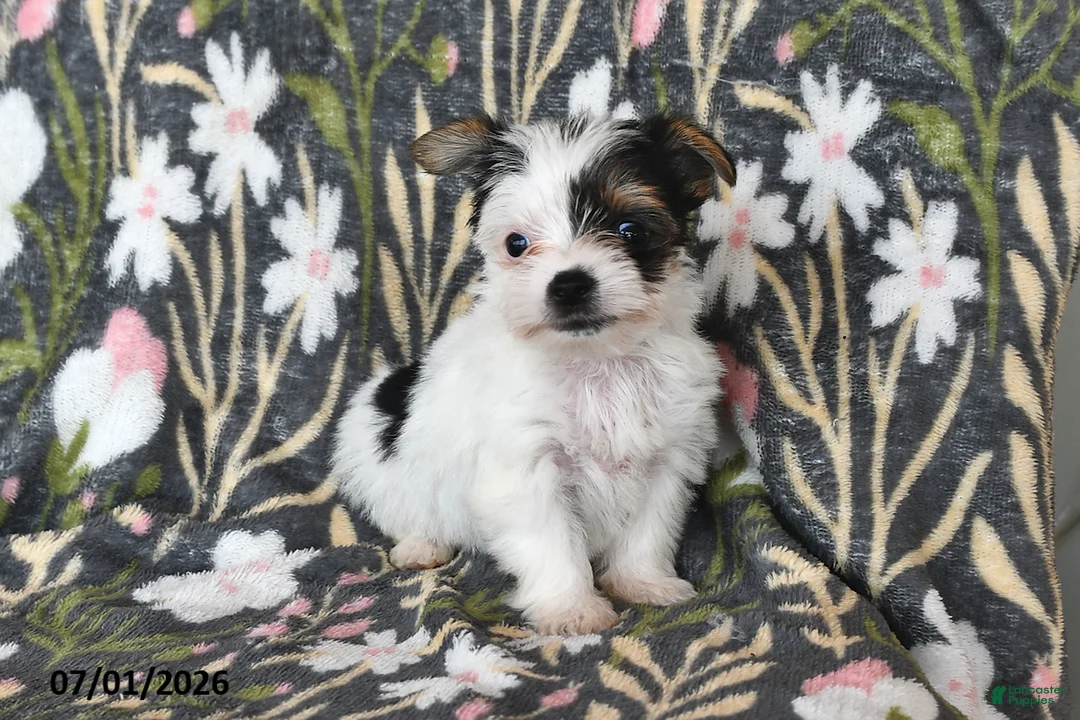 Mixed Breed dogs for sale: Rover - Ad 1