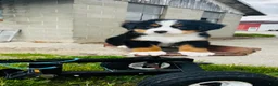 Bernese Mountain Dog dogs for sale: Harrison - Ad 6