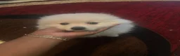 Pomeranian dogs for sale: Pomeranian 3 - Ad 11
