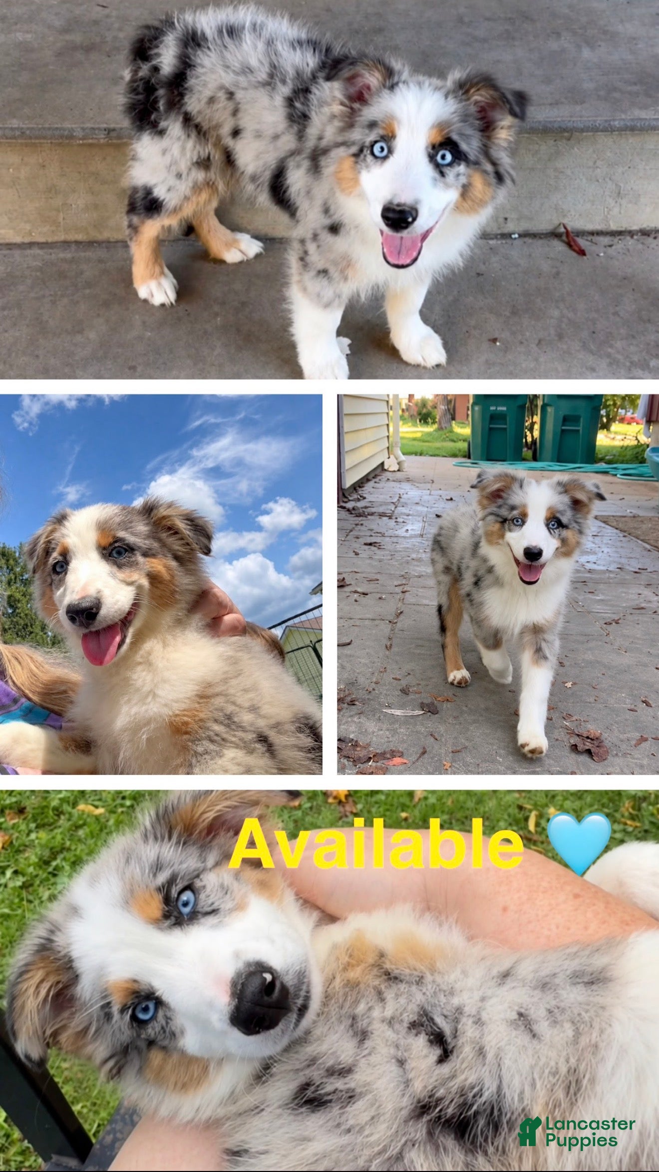 Miniature Australian Shepherd dogs Orange  - Ad 2