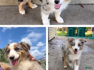 Miniature Australian Shepherd dogs Orange - Ad 2