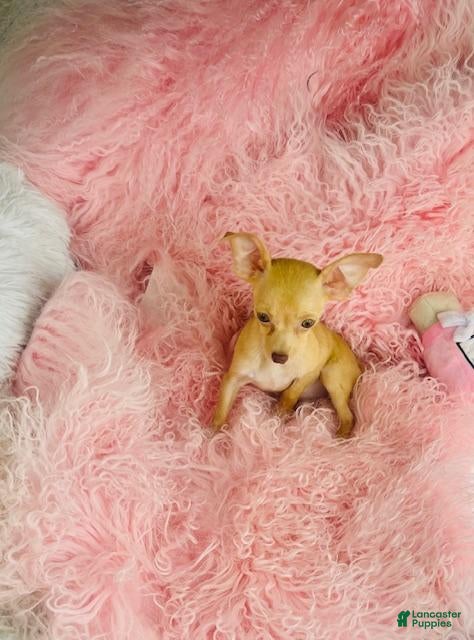 Chihuahua dogs Chihuahua Puppy 1 - Ad 15