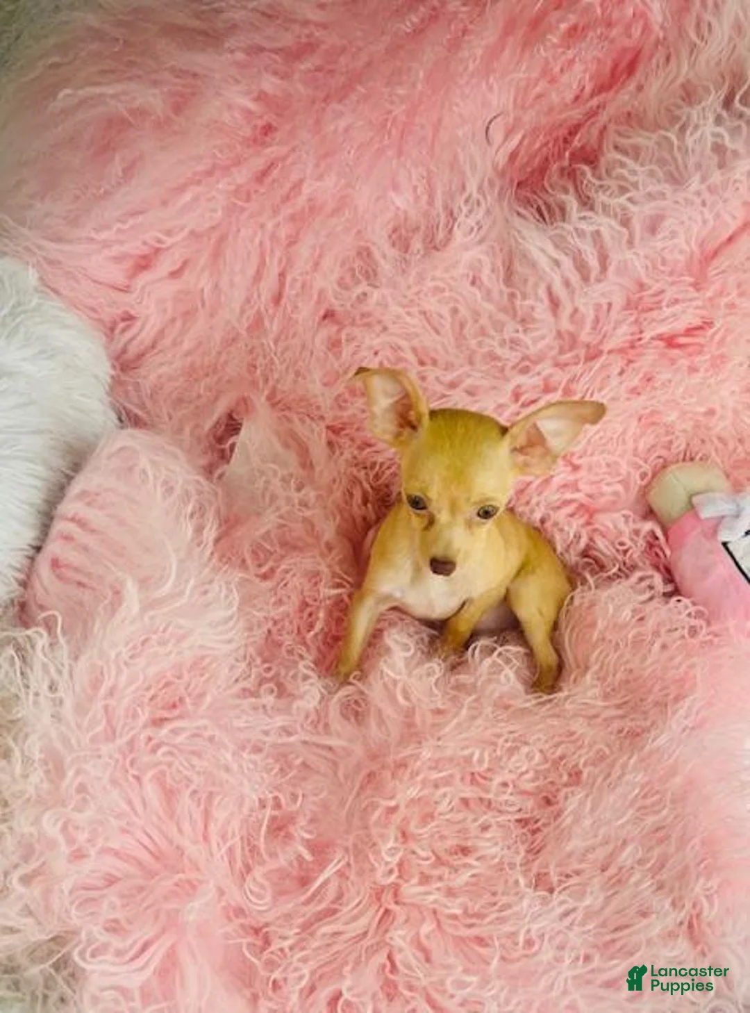 Chihuahua dogs for sale: Chihuahua Puppy 1 - Ad 1