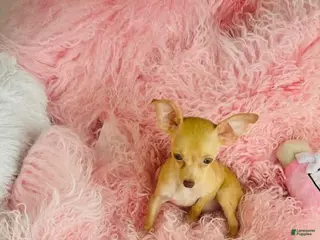 Chihuahua dogs Chihuahua Puppy 1 - Ad 15