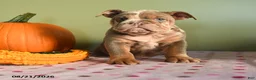 English Bulldog dogs for sale: Margret - Ad 4