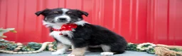 Miniature Australian Shepherd dogs for sale: Lance - Ad 3