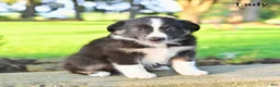 Australian Shepherd dogs for sale: Lady - Ad 5