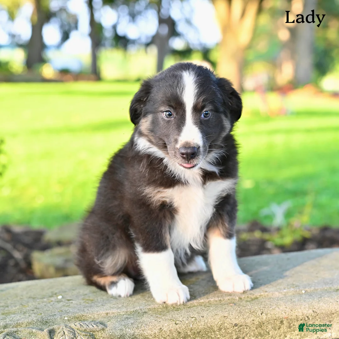 Australian Shepherd dogs for sale: Lady - Ad 5