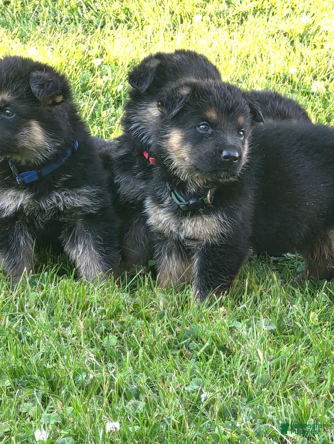 German Shepherd dogs for sale: Maverick - Ad 2