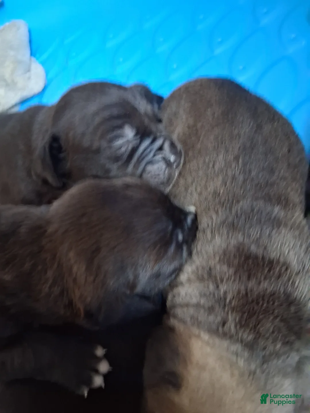 Cane Corso dogs for sale: Cane Corso Puppy 1 - Ad 2