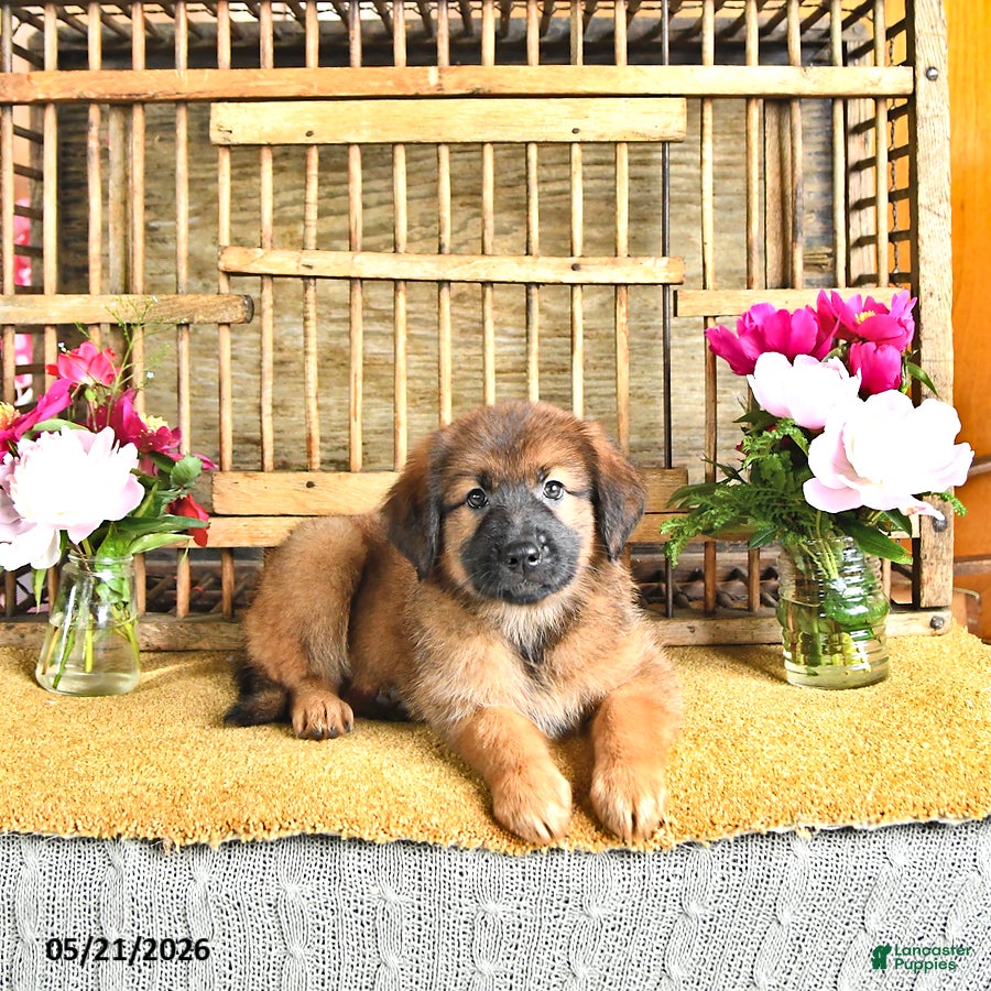 Golden Shepherd dogs Rose - Ad 2
