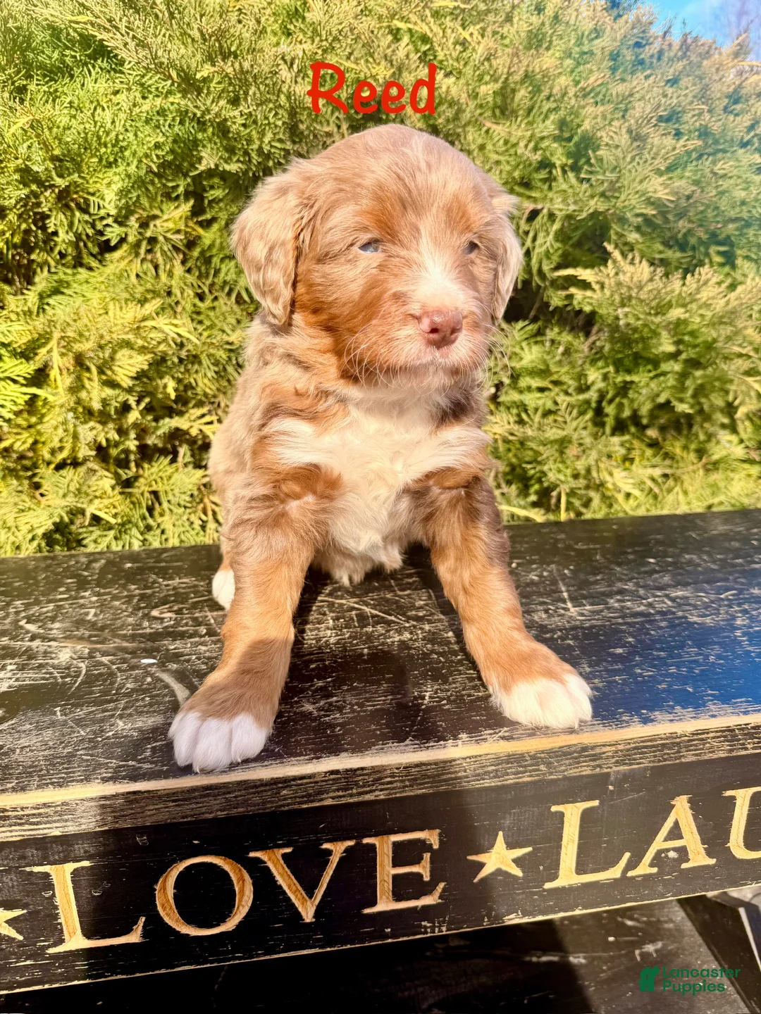 Bernedoodle dogs for sale: Reed - Ad 2