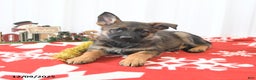 German Shepherd dogs for sale: London - Ad 2