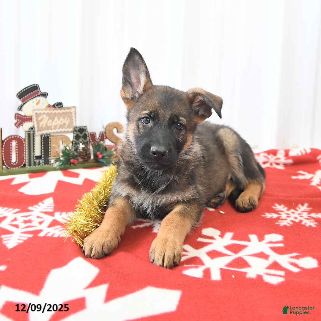 German Shepherd dogs for sale: London - Ad 2