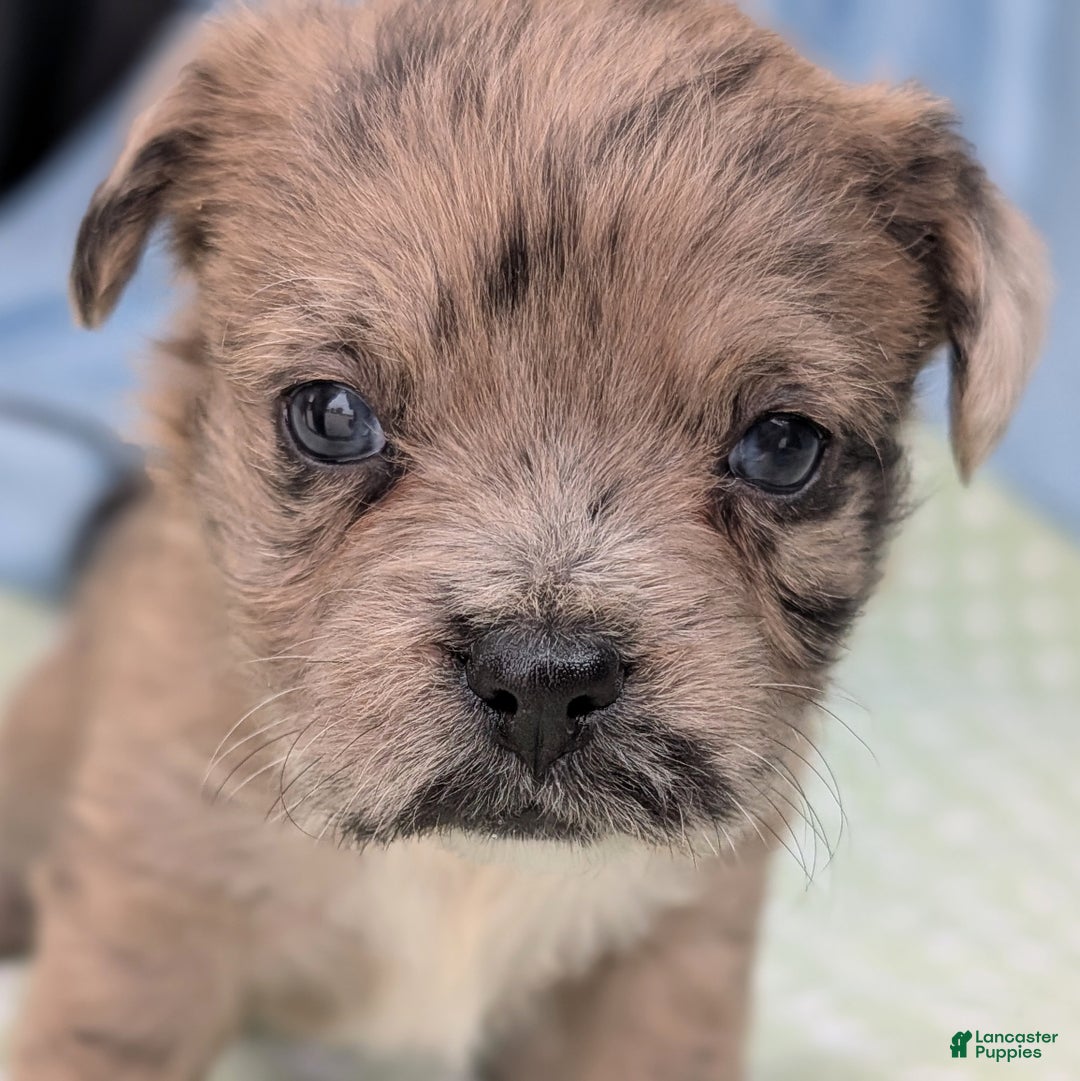 Mixed Breed dogs for sale: Princess - Ad 1