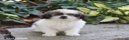 Pugapoo dogs for sale: Shasta - Ad 5