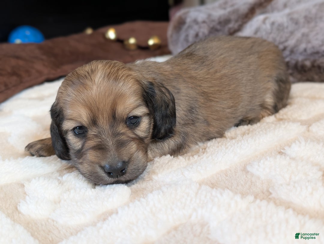 Miniature Dachshund dogs for sale: Hickory - Ad 2
