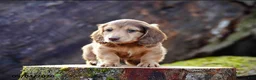 Miniature Dachshund dogs for sale: Dunkin - Ad 1