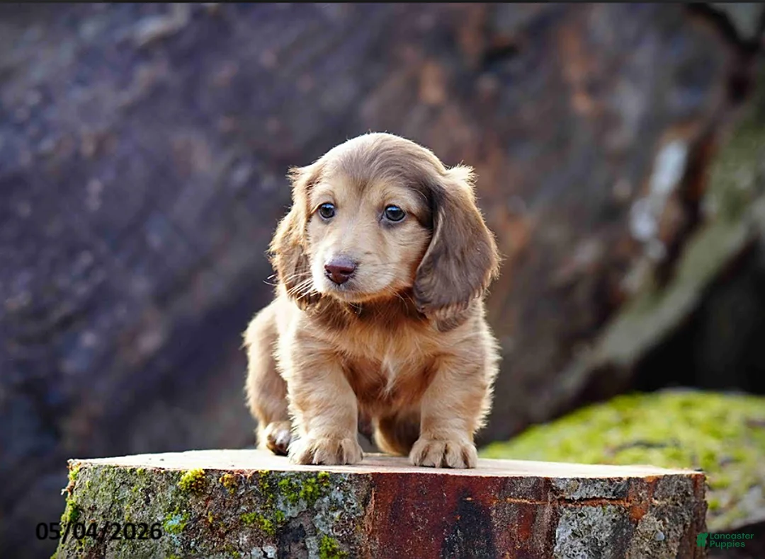Miniature Dachshund dogs for sale: Dunkin - Ad 1