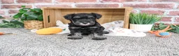 Miniature Schnauzer dogs for sale: Thornton - Ad 2