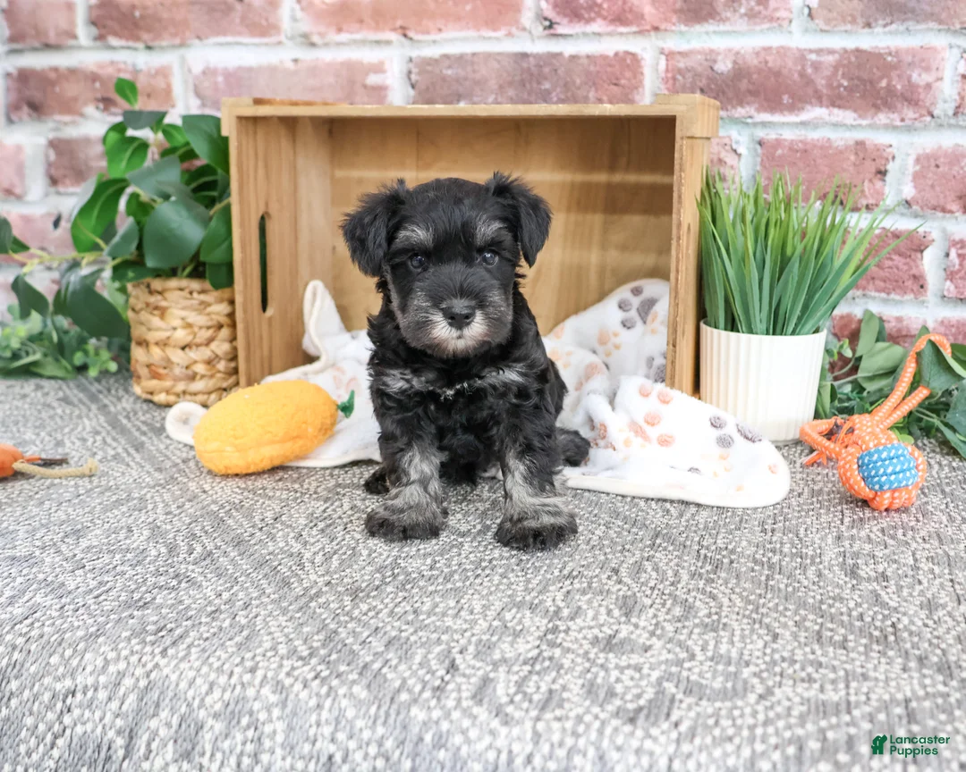 Miniature Schnauzer dogs for sale: Thornton - Ad 2