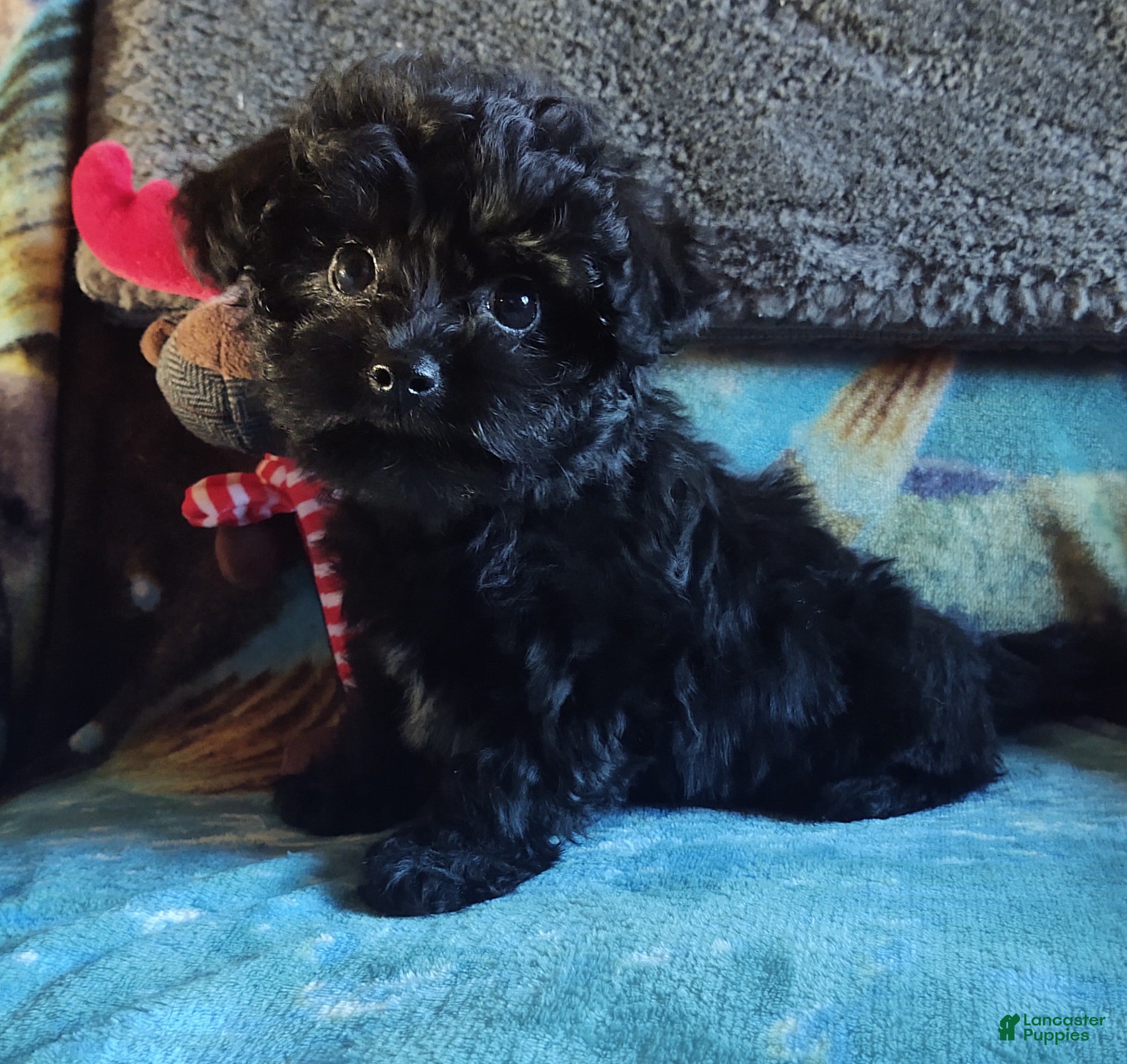 Maltipoo dogs Archie - Ad 22