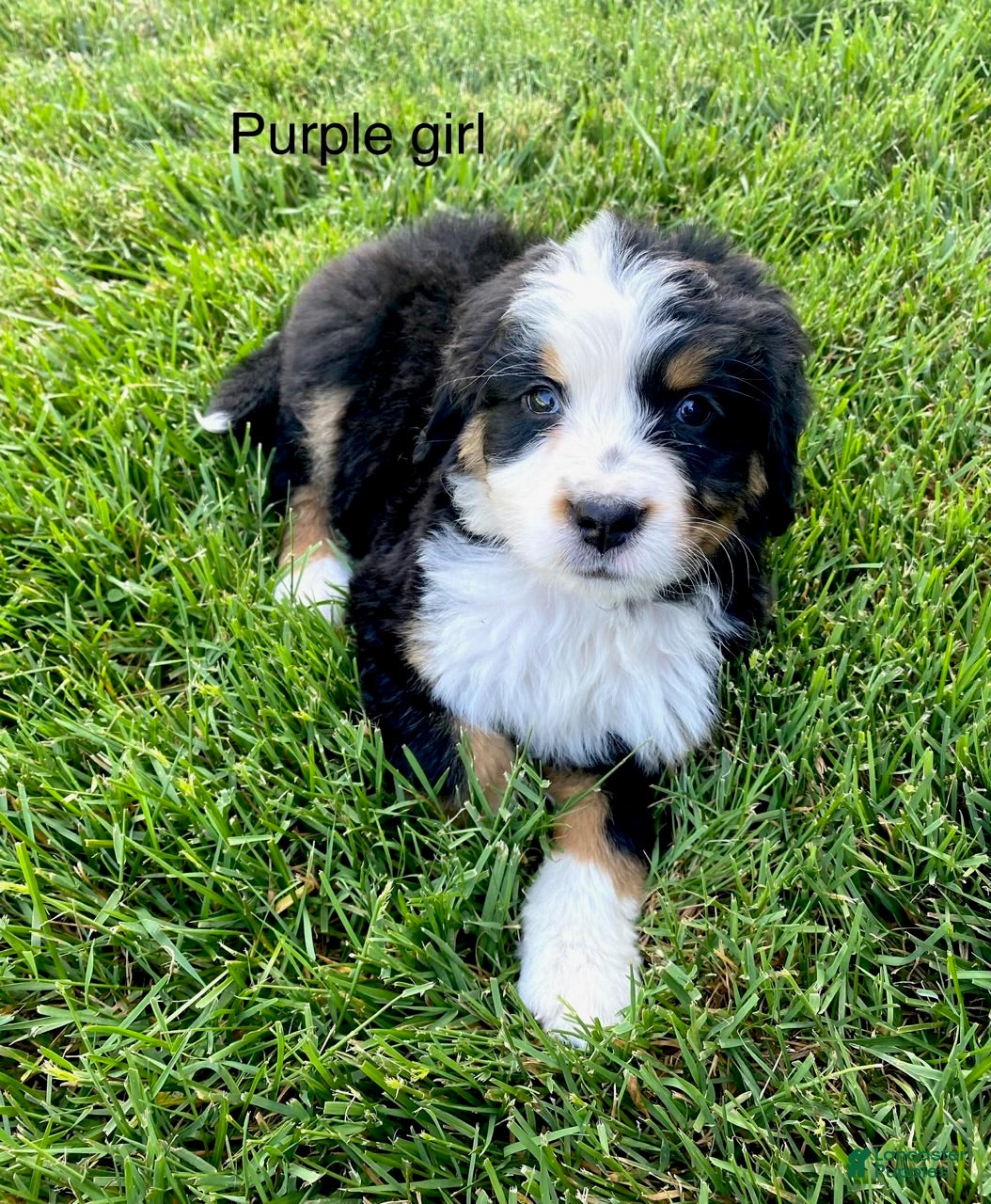Bernedoodle dogs Purple - Female - Ad 1