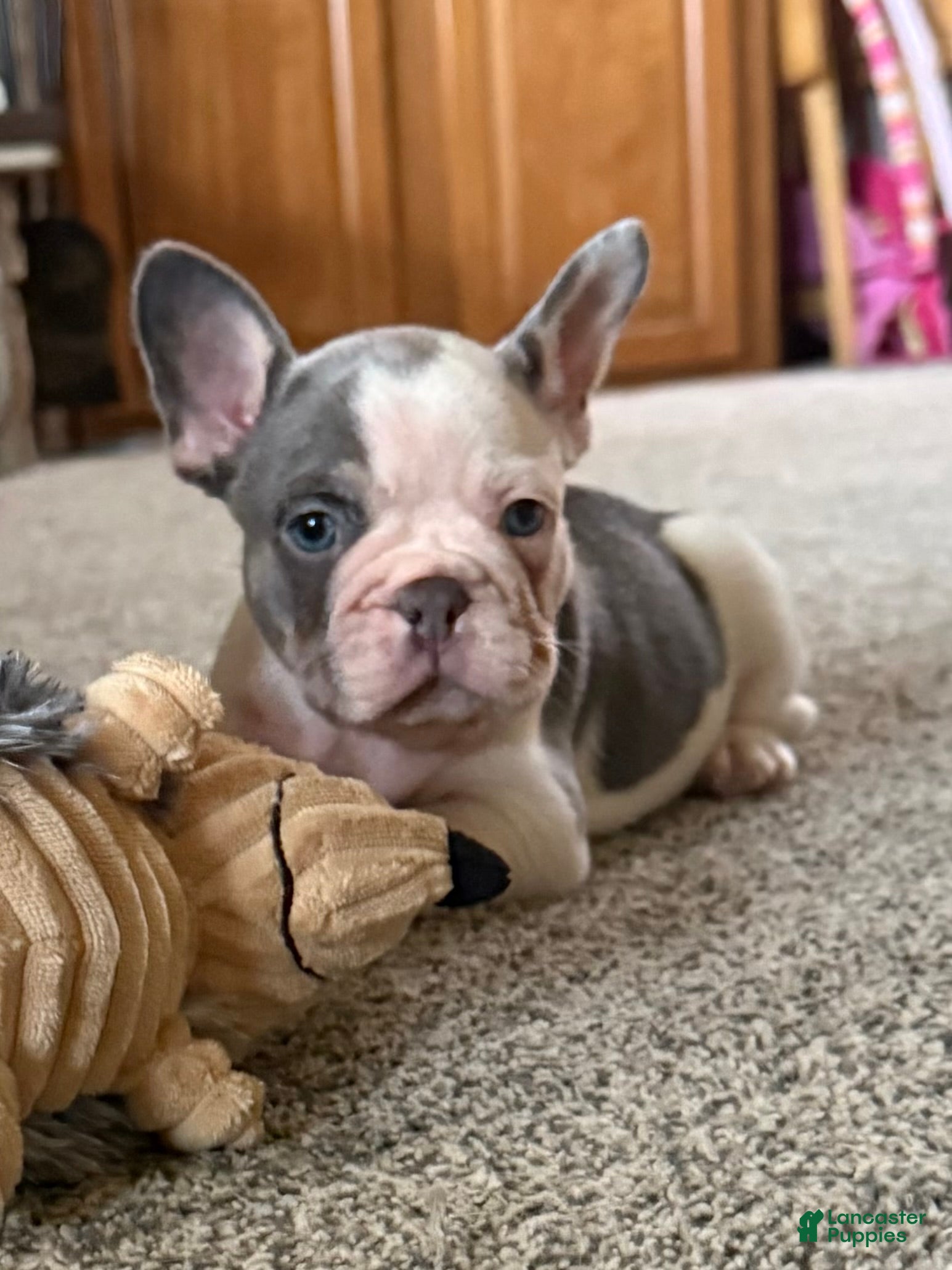 French Bulldog dogs French Bulldog 1 Henry - Ad 1