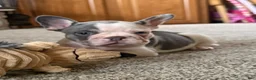 French Bulldog dogs for sale: French Bulldog 1 Henry - Ad 1