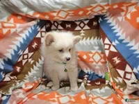 Pomeranian dogs Cherry - Ad 39