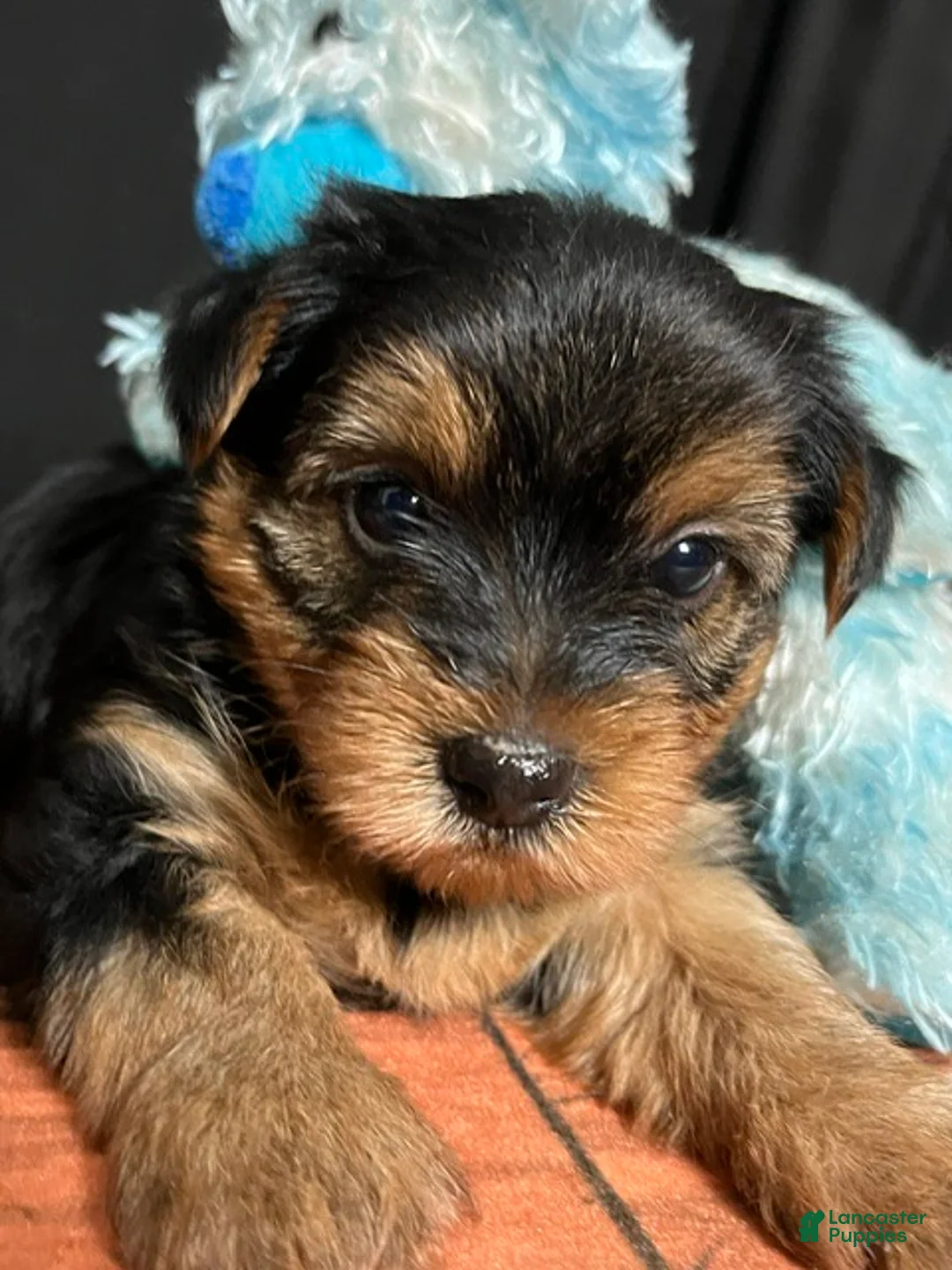 Yorkshire Terrier dogs for sale: Yorkshire Terrier 3 - Ad 1