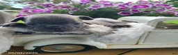 Frenchton dogs for sale: Macy - Ad 4