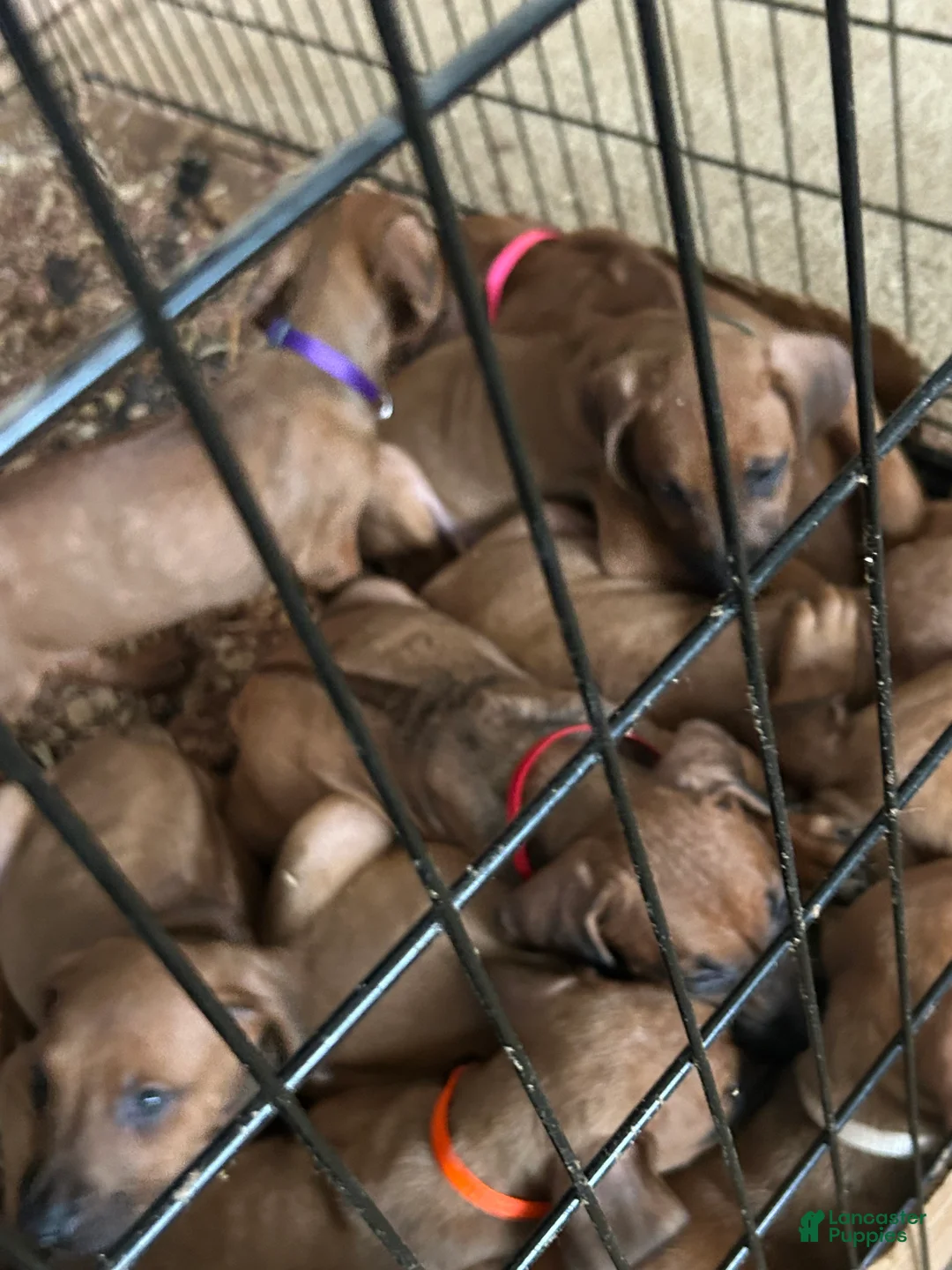 Rhodesian Ridgeback dogs for sale: Rhodesian Ridgeback Puppy 1 sky blue collar - Ad 32