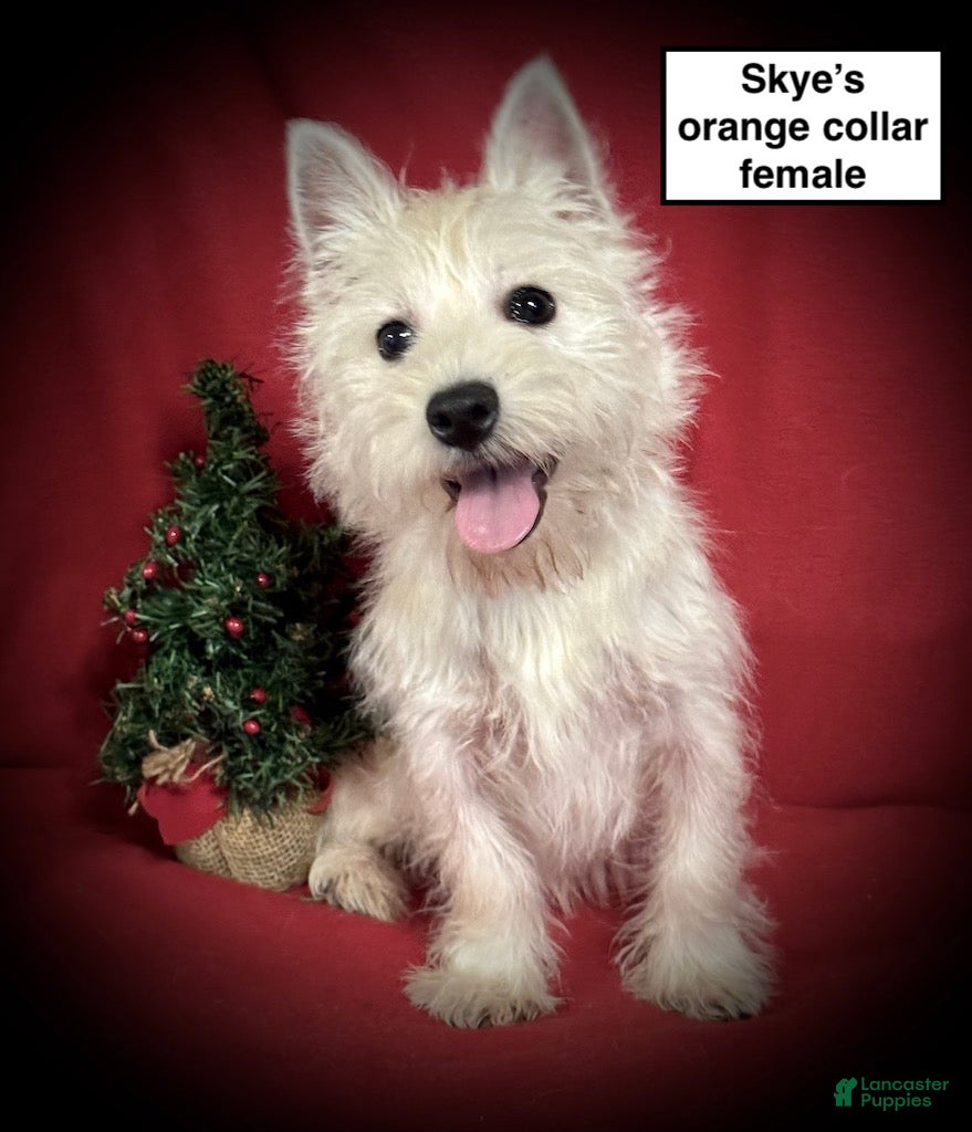 West Highland Terrier dogs West Highland Terrier Puppy 1 - Ad 3