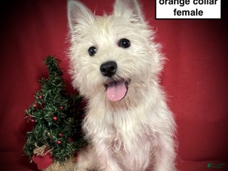 West Highland Terrier dogs West Highland Terrier Puppy 1 - Ad 3