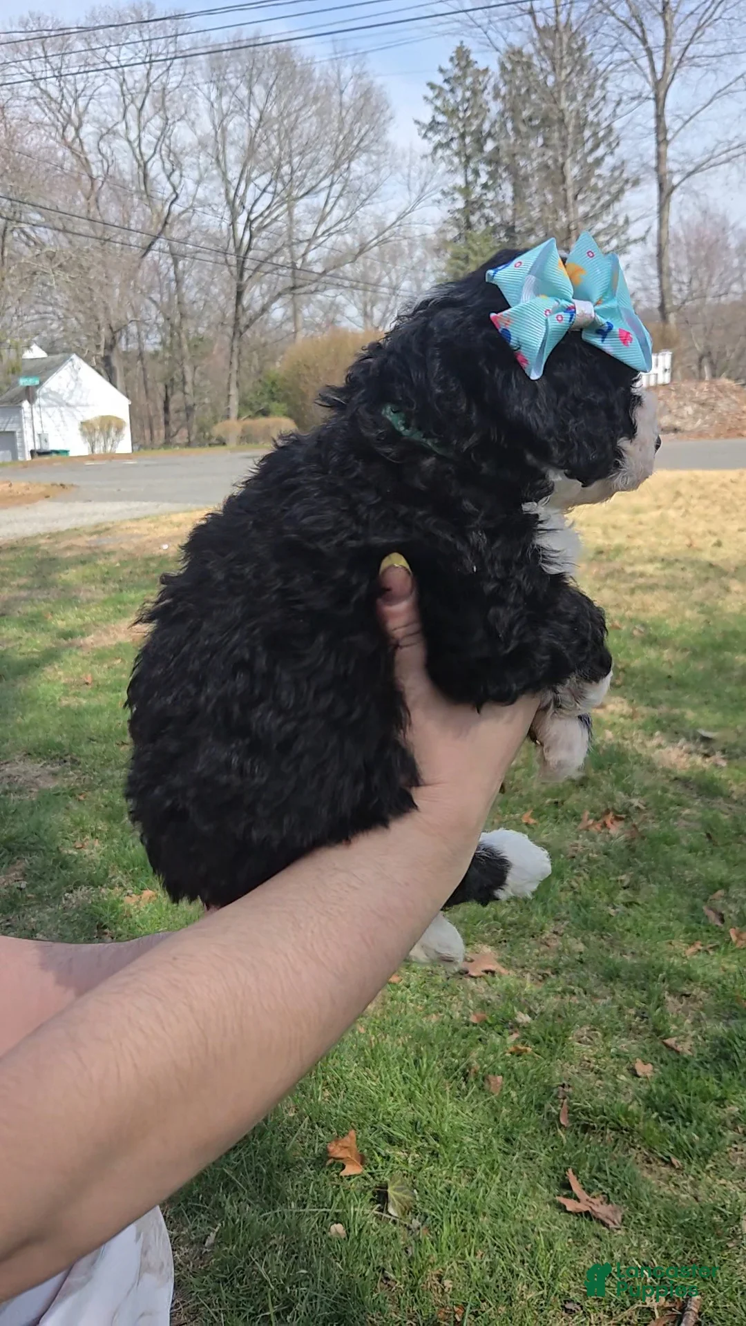 Mini Bernedoodle dogs for sale: Mini Bernedoodle Puppy 6 - Ad 1