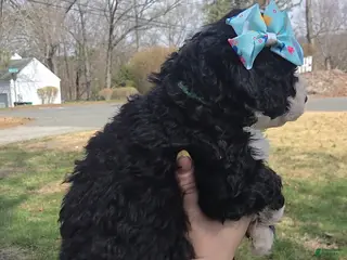 Mini Bernedoodle dogs Mini Bernedoodle Puppy 6 - Ad 4