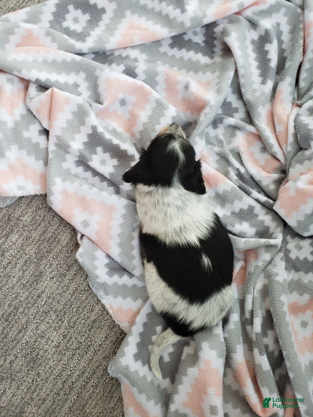 Miniature Dachshund dogs for sale: Jaron - Ad 4