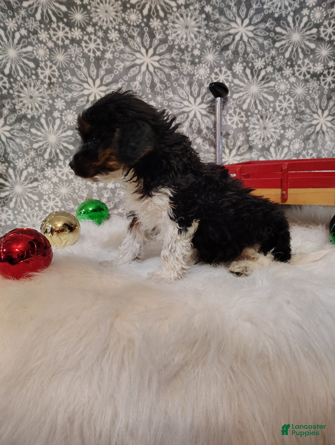 Mini Bernedoodle dogs for sale: Tiny Tim - Ad 3
